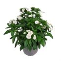 Afbeelding van Ej Dianthus P19 White